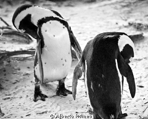 Penguins in Bulders beach near  Cape Town cleaning themse... by Alberto Romeo 